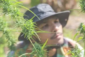 cannabis -weed
